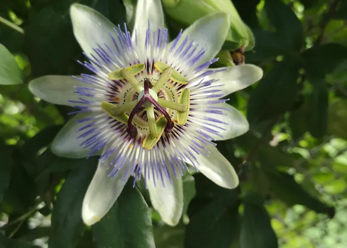 Le Lauzas Casa de Férias *